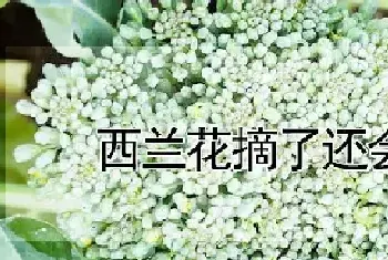 西兰花摘了还会长吗