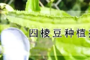 四棱豆种植技术