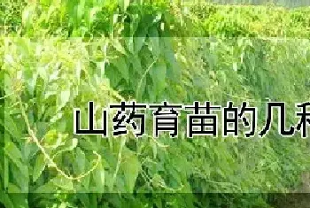 山药育苗的几种方法