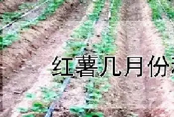 红薯几月份种植