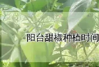 阳台甜椒种植时间和方法