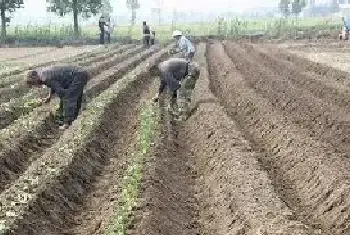 家庭地瓜种植简易方法