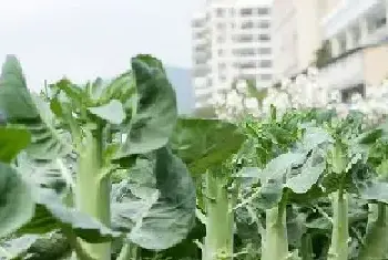 芥兰菜种植方法和时间