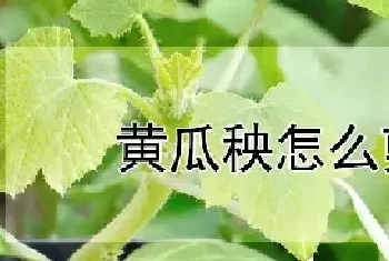 黄瓜秧怎么剪枝