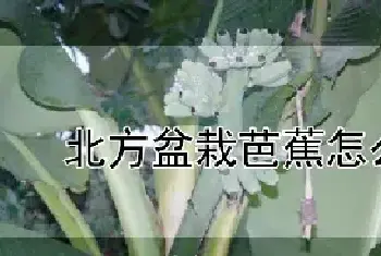 北方盆栽芭蕉怎么养