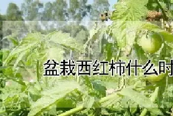 盆栽西红柿什么时候打顶