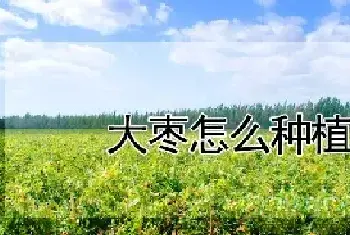 大枣怎么种植盆栽