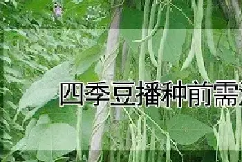 四季豆播种前需泡水吗