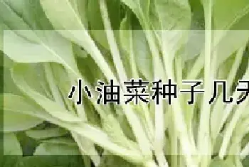 小油菜种子几天出苗