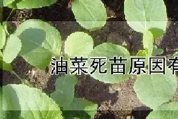 油菜死苗原因有哪些