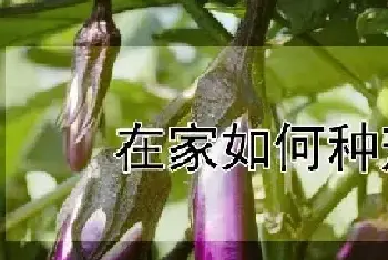 在家如何种茄子