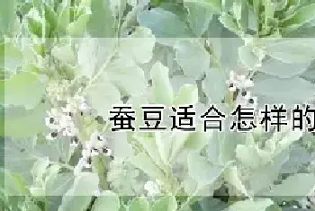 蚕豆适合怎样的土壤