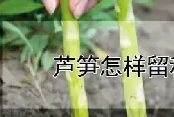 芦笋怎样留种子