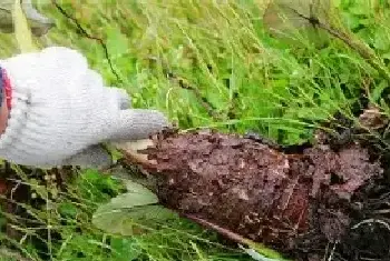 芋头种植注意事项