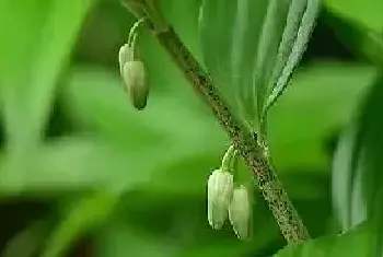 黄精的田间栽培技术