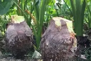 种植芋头要多长时间？芋头田间管理技术要点