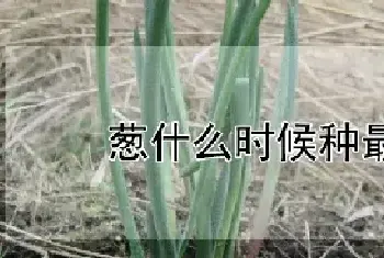 葱什么时候种最合适