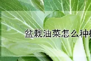 盆栽油菜怎么种植方法