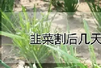 韭菜割后几天浇水