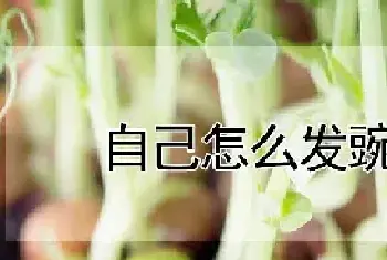 自己怎么发豌豆苗