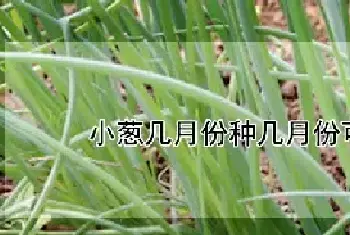 小葱几月份种几月份可以移栽