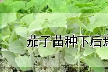 茄子苗种下后焉几天