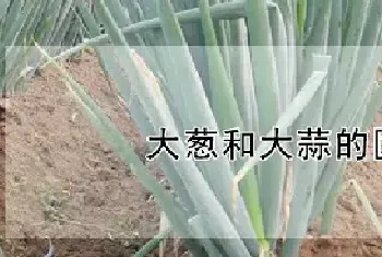 大葱和大蒜的区别