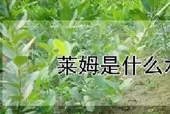 莱姆是什么水果