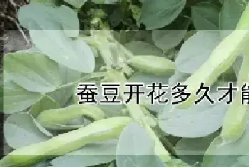 蚕豆开花多久才能结果