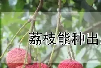 荔枝能种出来吗