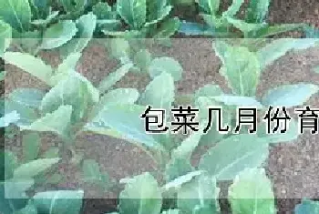 包菜几月份育苗