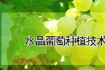 水晶葡萄种植技术与管理