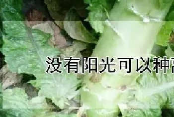 没有阳光可以种莴苣吗