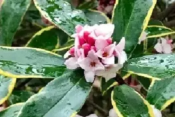 瑞香花要怎么养？