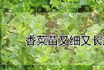 香菜苗又细又长怎么办