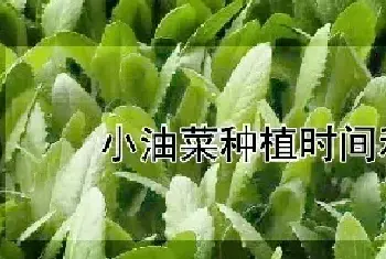 小油菜种植时间和方法