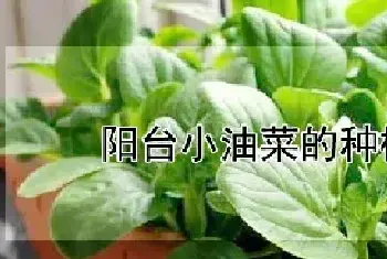 阳台小油菜的种植方法