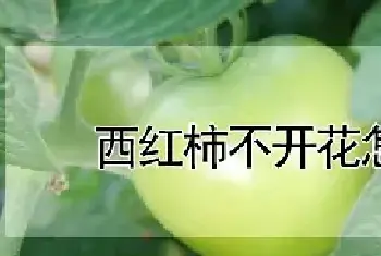 西红柿不开花怎么办