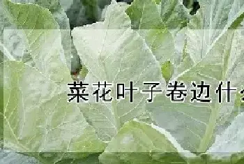 菜花叶子卷边什么原因