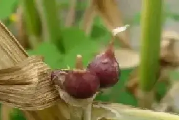 独头蒜的高效种植技巧分析