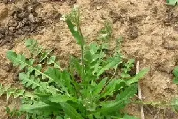 野菜种植技术 种野菜要掌握哪些要点？