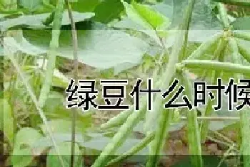 绿豆什么时候种植