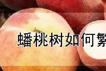 蟠桃树如何繁殖