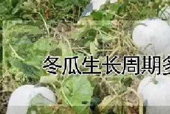 冬瓜生长周期多少天