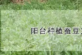 阳台种植蚕豆方法