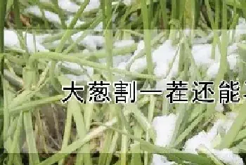 大葱割一茬还能再长吗