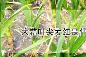 大蒜叶尖发红是什么原因