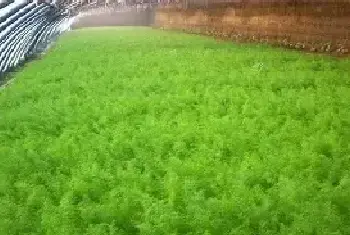 茴香的种植方法