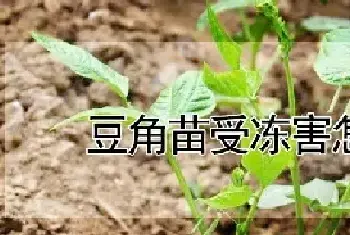 豆角苗受冻害怎么办