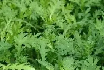 茼蒿的种植技术和管理要点